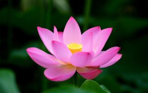Lotusblomman symboliserar den största av tranformationer, återfödelse. Bilden är lånad från http://mythologian.net/lotus-flower-meaning-symbolism/
